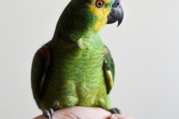 Aves y pájaros en Irún
