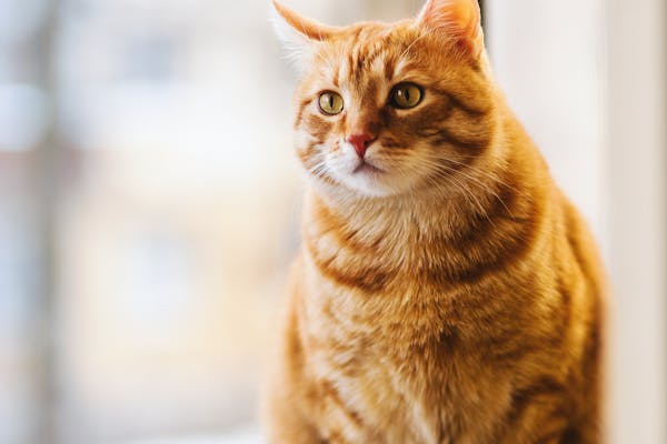 Productos para gatos en Irún