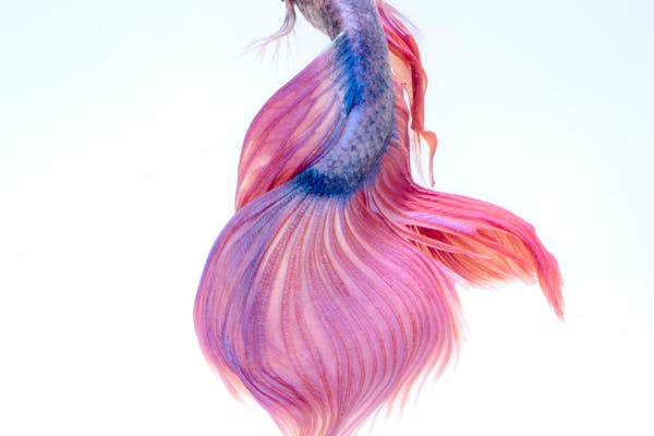Peces vivos y acuarios en Irún