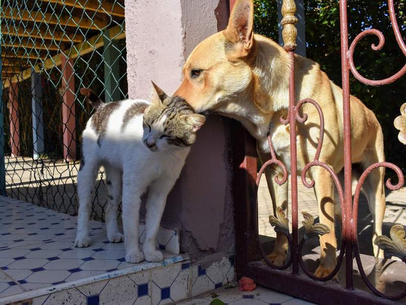 Productos veterinarios para perros y gatos en Amaita Mascotas Irún