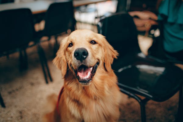 Productos para perros en Irún