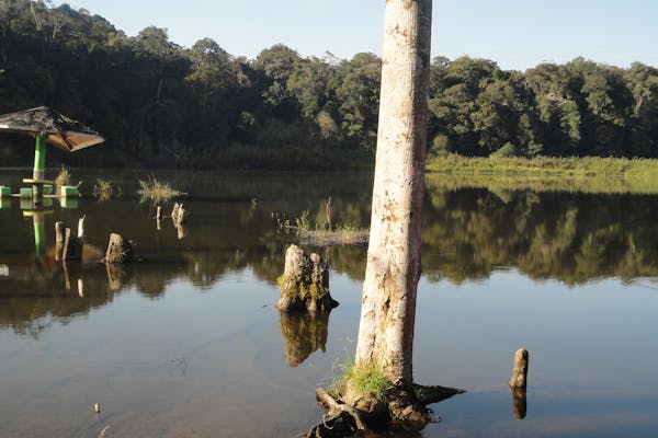 Roedores y pequeños mamíferos en Irún