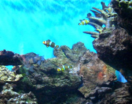 Acuario para peces Irún - foto 2