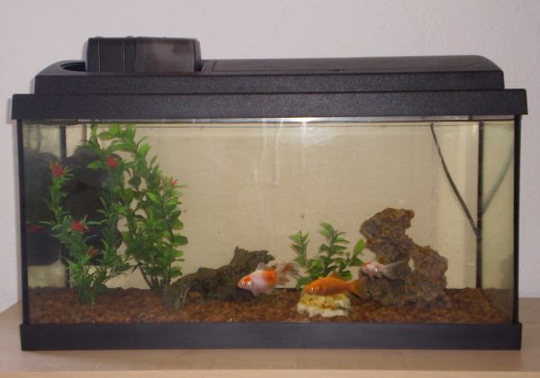 Acuario para peces Irún - foto 3