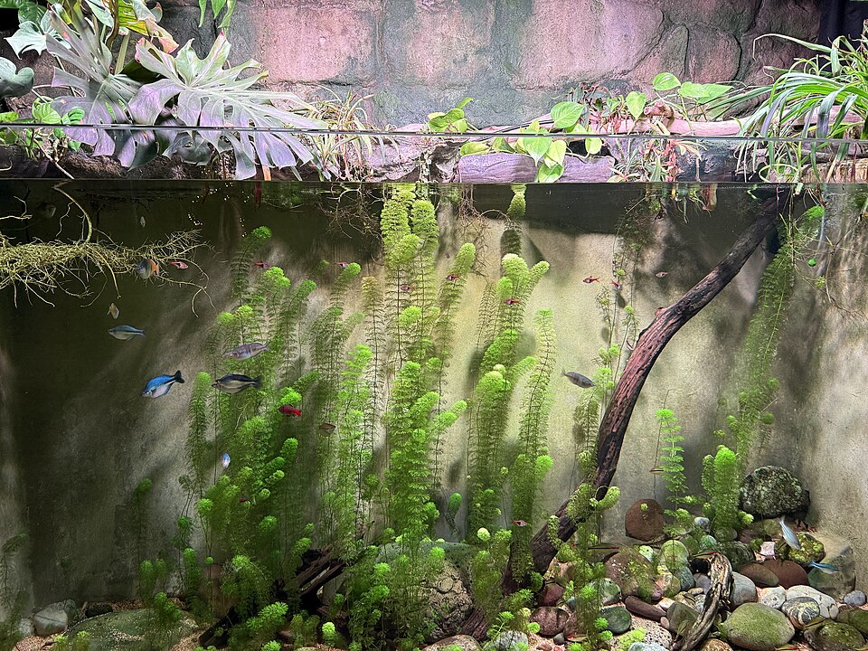 Acuario completo principiantes en Amaita Mascotas Irún