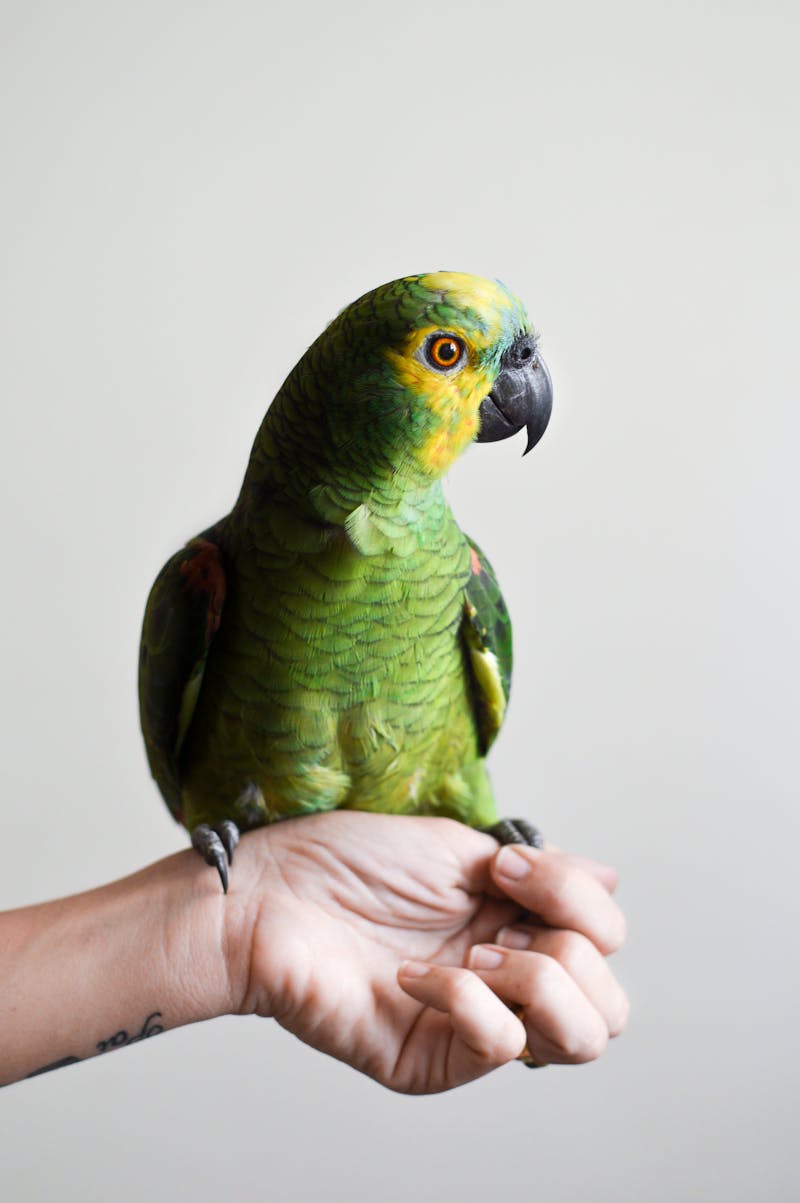 Comida para loros Irun