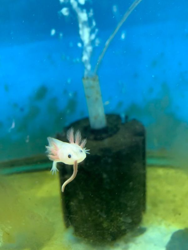 Ajolote axolotl Irún - foto 2