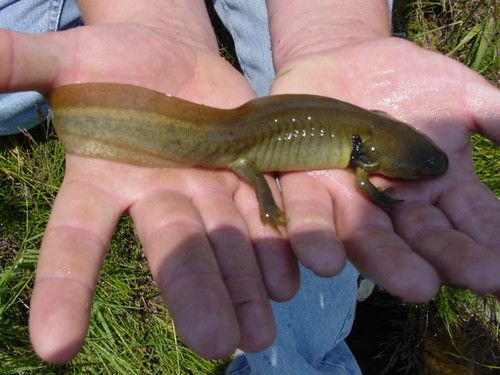 Ajolote axolotl Irún - foto 3