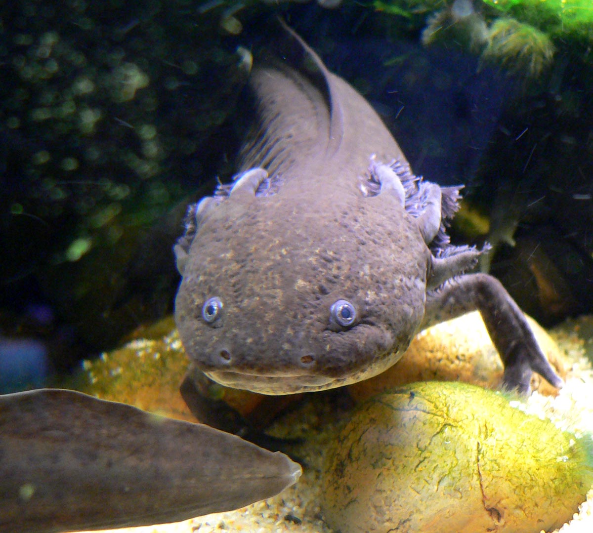 Ajolote axolotl Irun