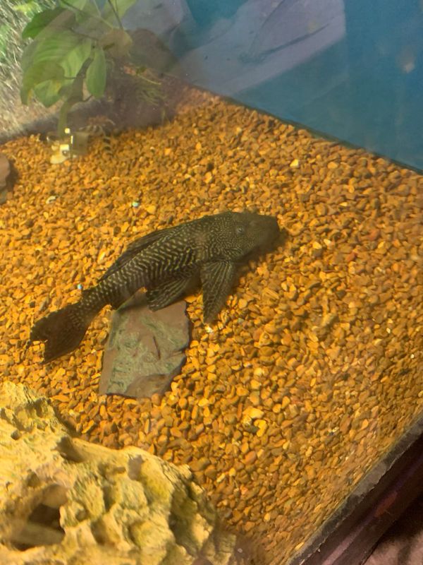 Ancistrus limpiador acuario Irún - foto 2