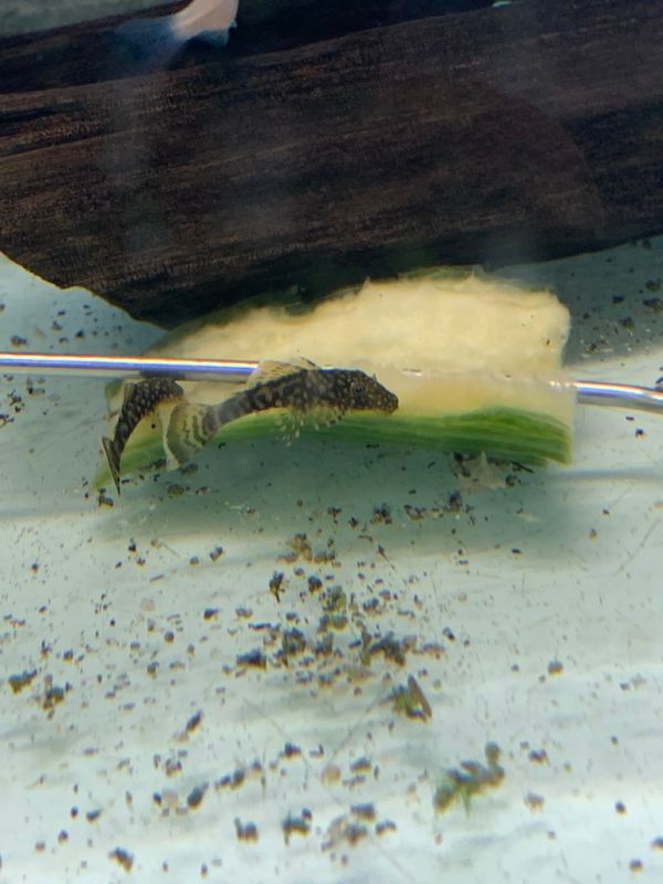 Ancistrus limpiador acuario Irún - foto 3