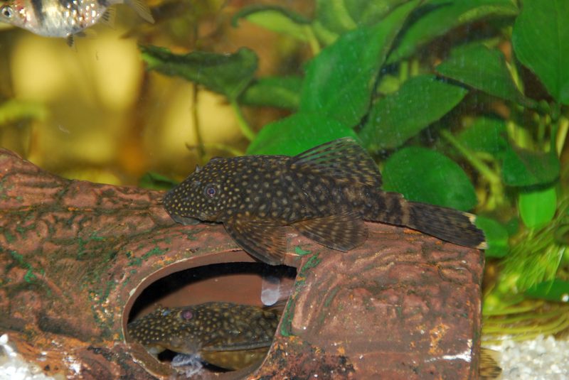 Ancistrus limpiador acuario Irun