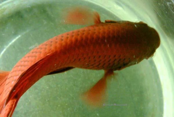 Betta pez siames Irún - foto 2