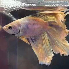 Betta pez siames Irún - foto 3