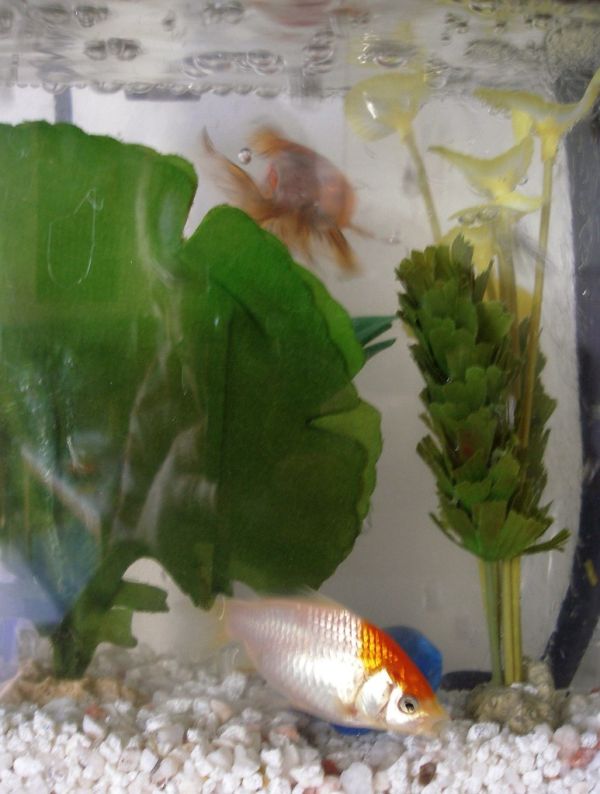 Bomba de aire acuario Irún - foto 2