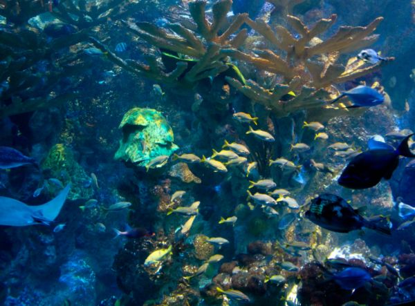 Calentador para acuario Irún - foto 3