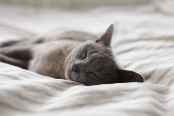 Cama para gatos Irún - foto 2