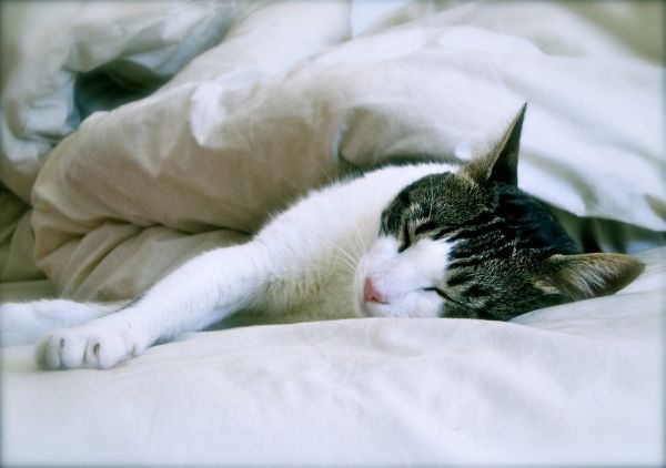 Cama para gatos Irún - foto 3