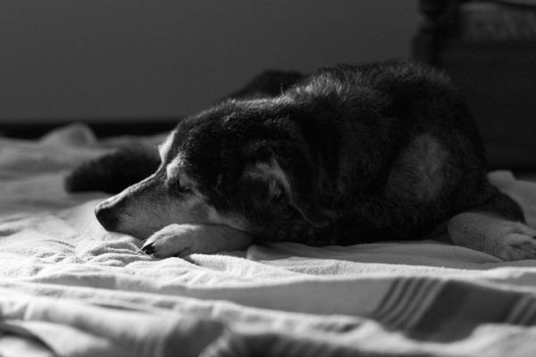 Cama para perros Irún - foto 2