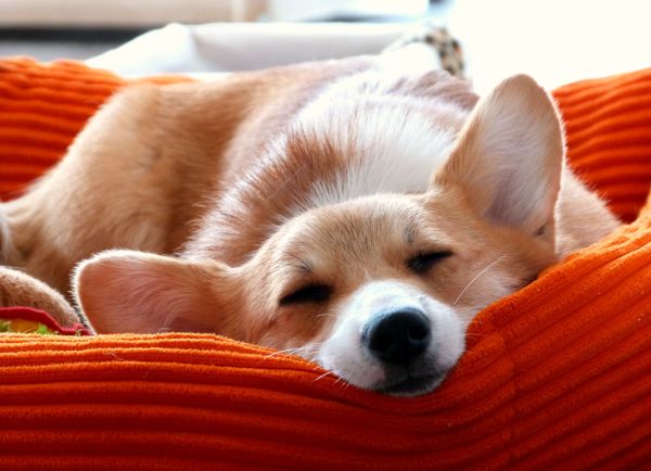 Cama para perros Irún - foto 3