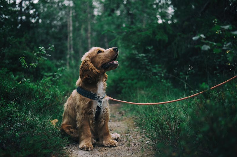 Cama para perros Irun
