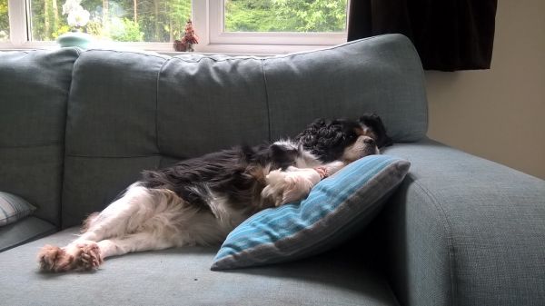 Cama ortopedica para perros en Amaita Mascotas Irún - foto 2