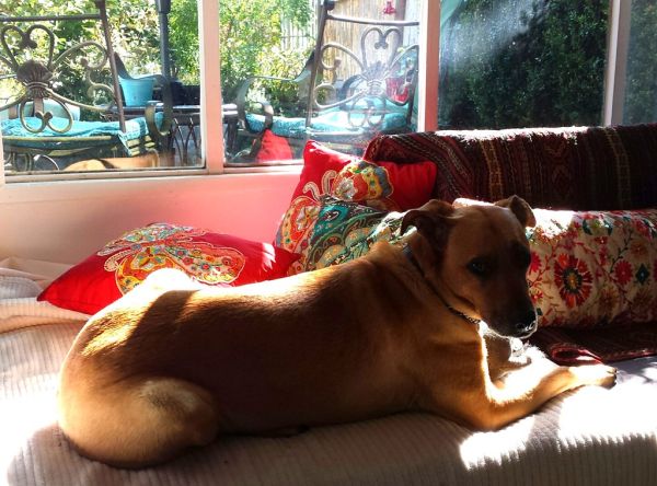 Cama ortopedica para perros en Amaita Mascotas Irún - foto 3