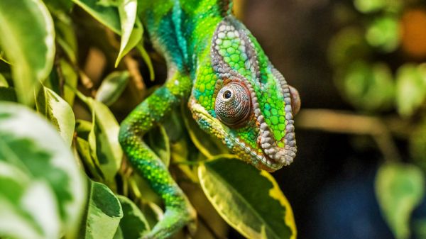 Camaleon reptil Irún - foto 2