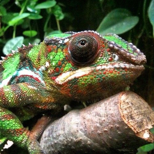 Camaleon reptil Irún - foto 3