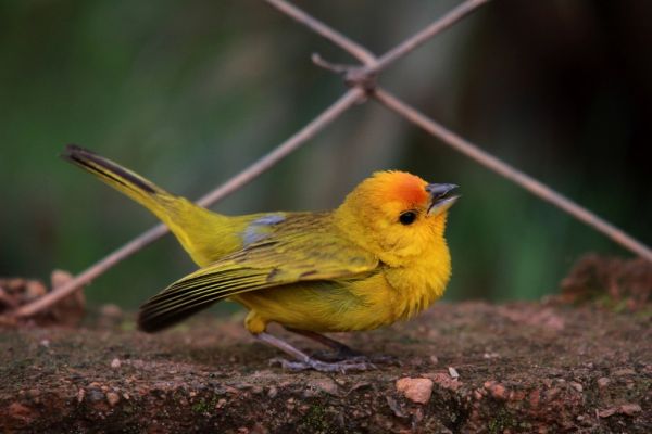 Nido para aves Irún - foto 2