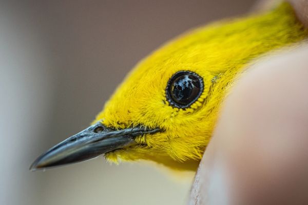 Nido para aves Irún - foto 3