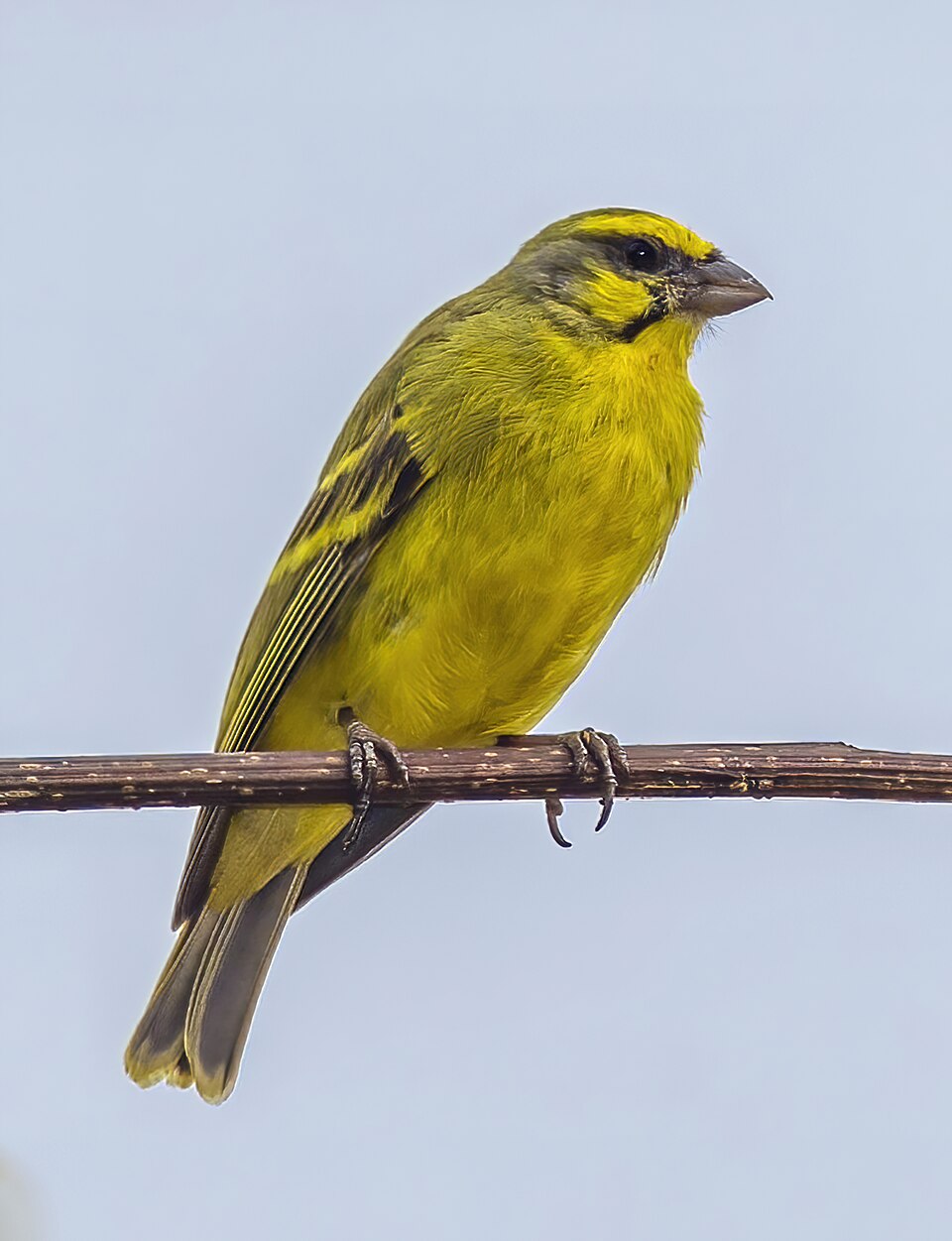 Canario pajaro Irún
