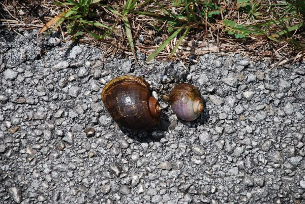 Caracoles de acuario Irún - foto 2