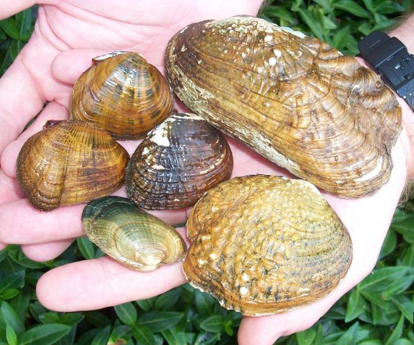 Caracoles de acuario Irún - foto 3