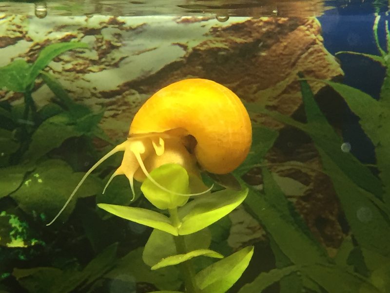 Caracoles de acuario Irun