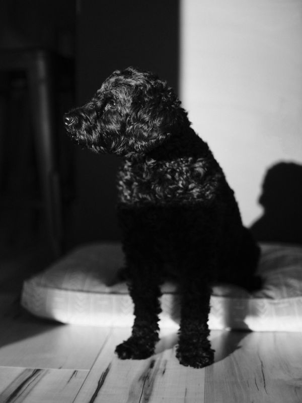 Champu para perros Irún - foto 2