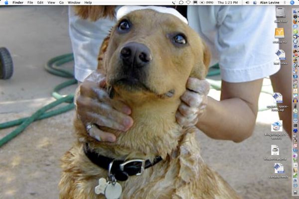 Champu para perros Irún - foto 3