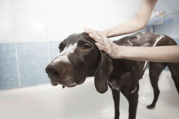 Colonia para perros Irún - foto 3