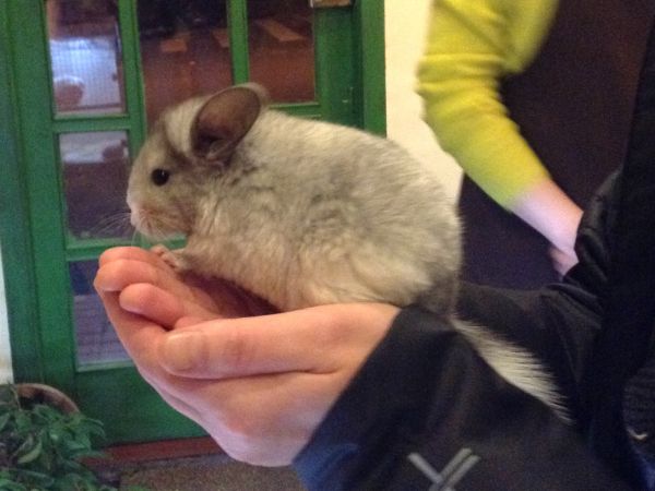 Arena para chinchillas Irún - foto 2