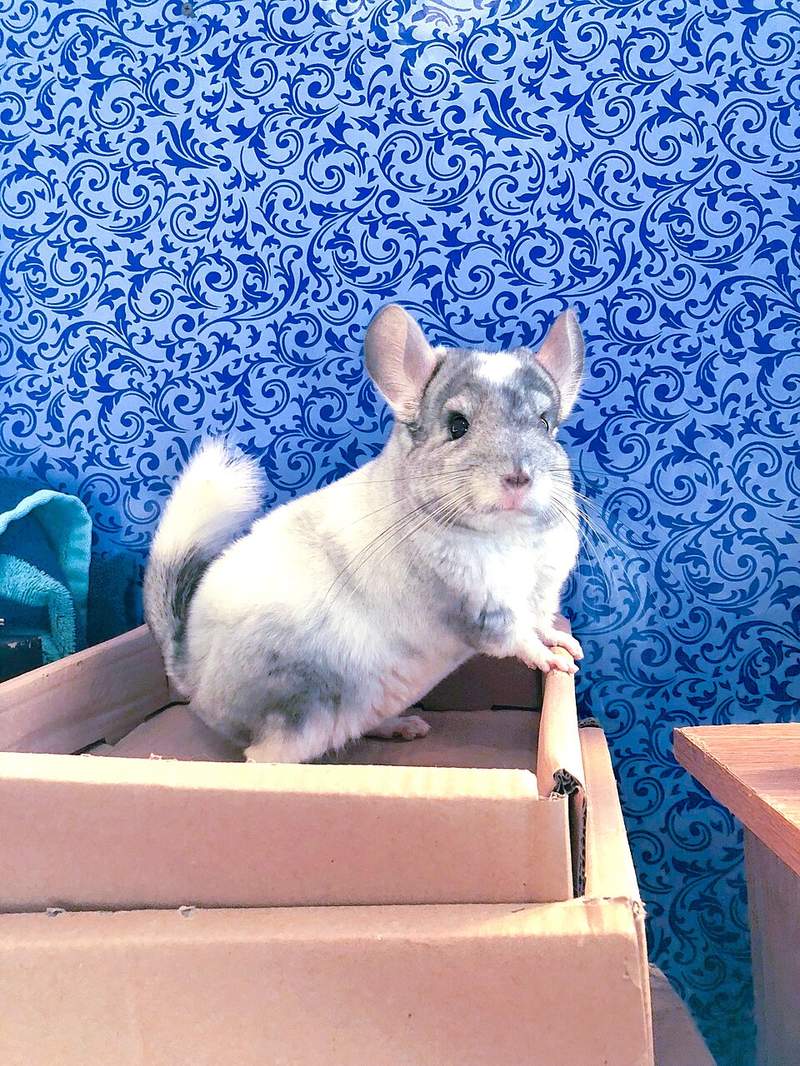 Arena para chinchillas Irún