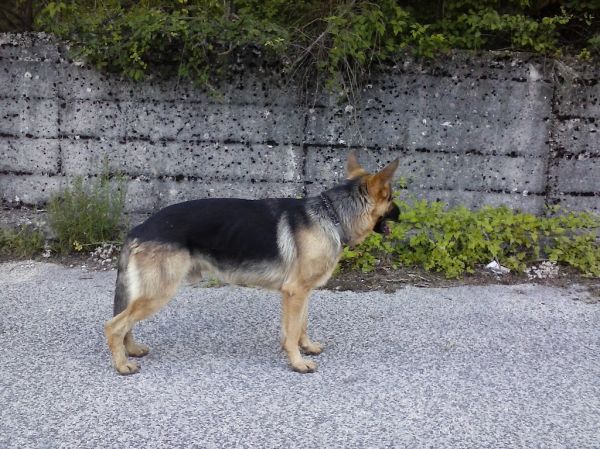 Collar antiparasitario perros Irún - foto 2