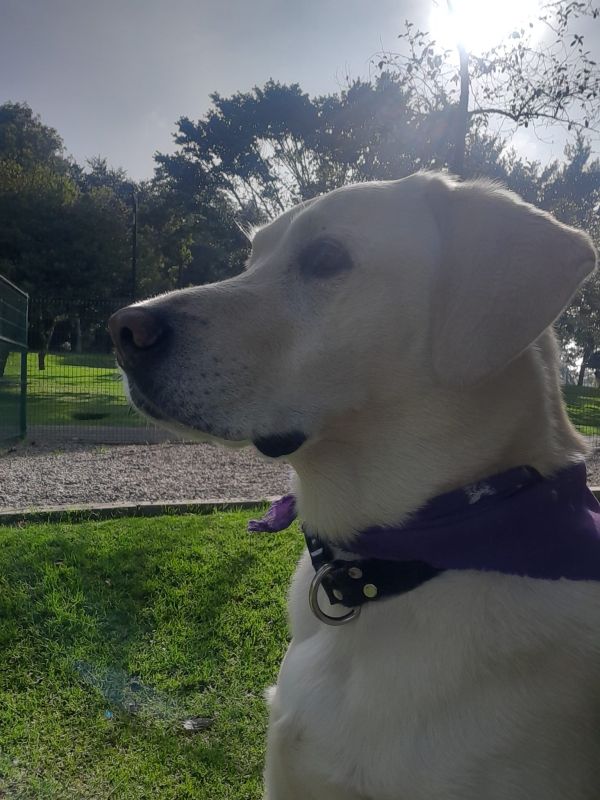 Collar antiparasitario perros Irún - foto 3