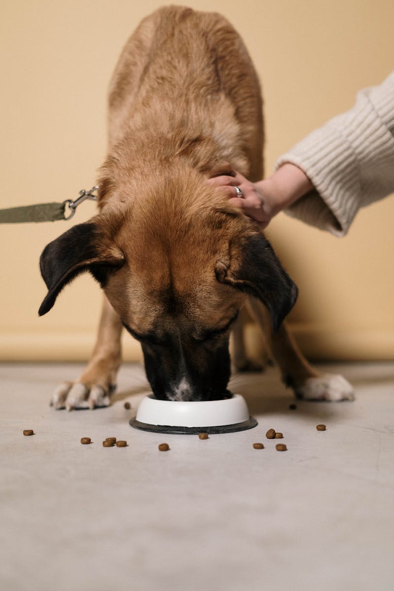 Comida recovery perros Irun
