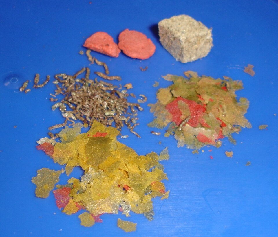 Comida para bettas Irún