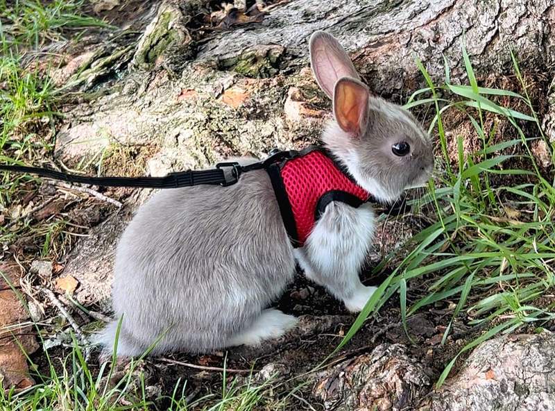 Conejo enano en Amaita Mascotas Irún