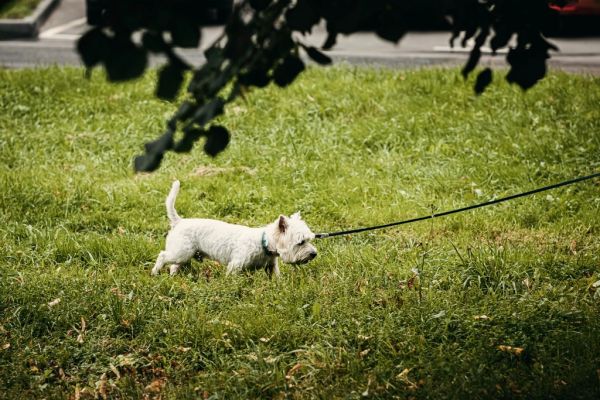 Correa para perros Irún - foto 2
