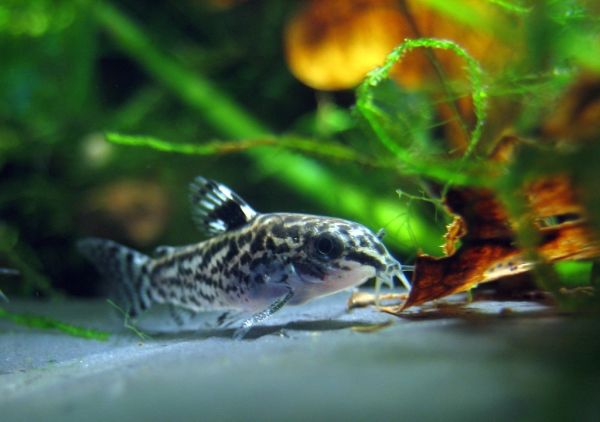 Corydoras pez acuario Irún - foto 2