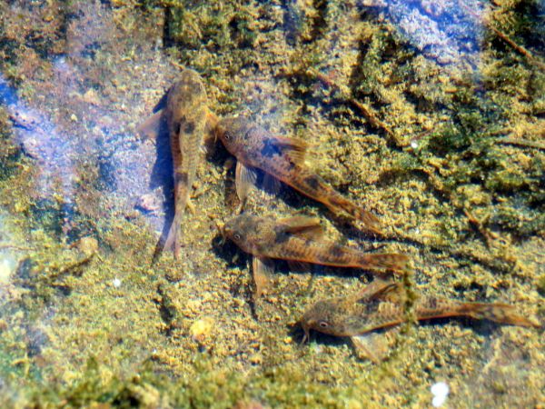 Corydoras pez acuario Irún - foto 3