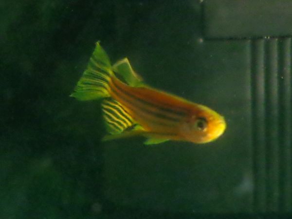 Danio cebra acuario Irún - foto 3