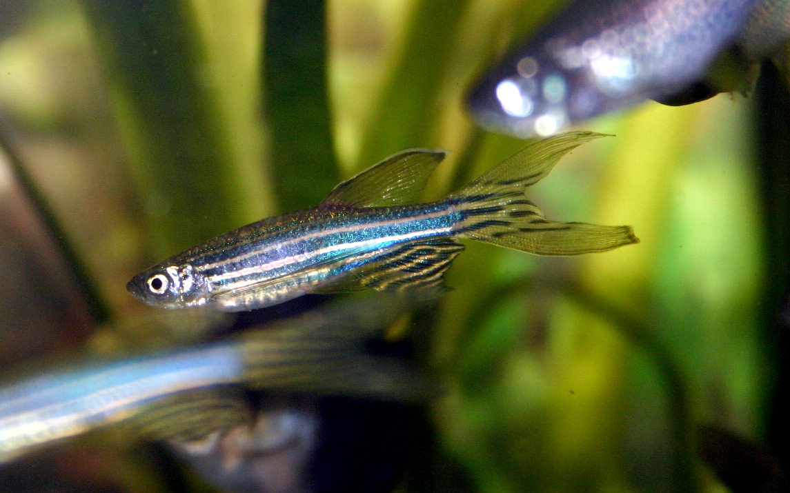 Danio cebra acuario Irun